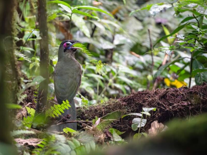 Sumatra-Erdkuckuck, Fotos 2