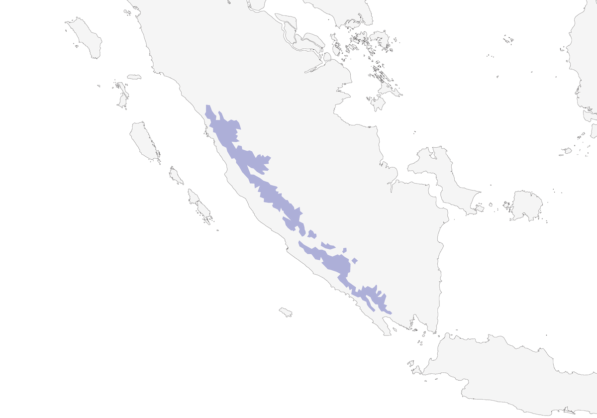 Sumatra-Erdkuckuck, Verbreitung 1