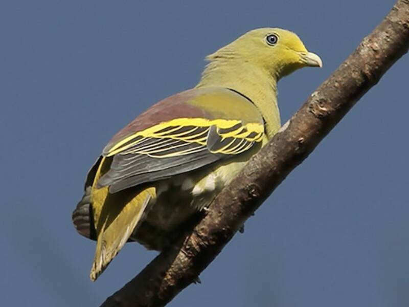 Sumba Green-Pigeon