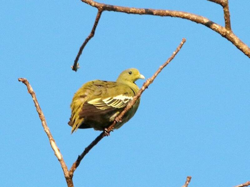 Piccione verde di Sumba, Foto 3