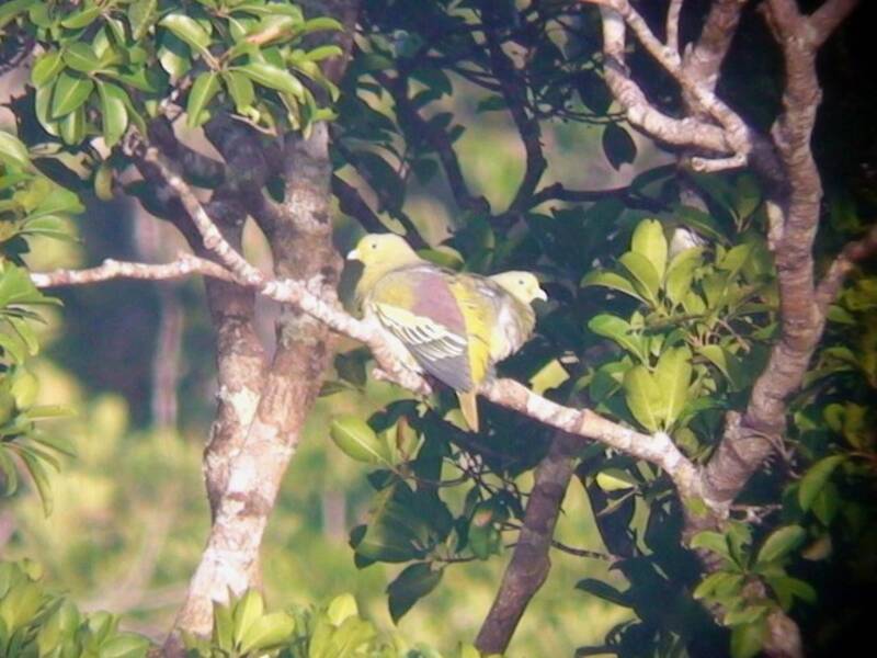 Piccione verde di Sumba, Foto 4