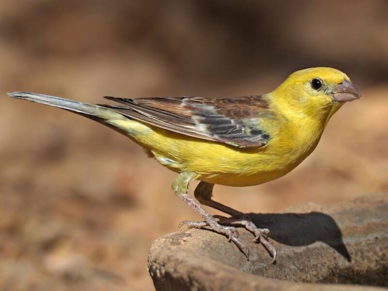 Sudan Golden Sparrow, Photos 2