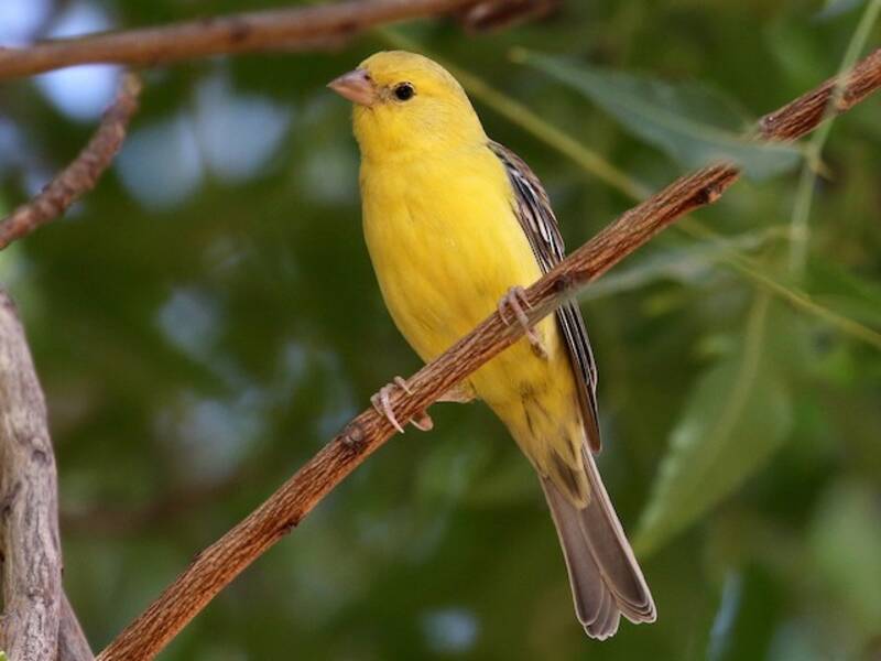 Sudan Golden Sparrow, Photos 4