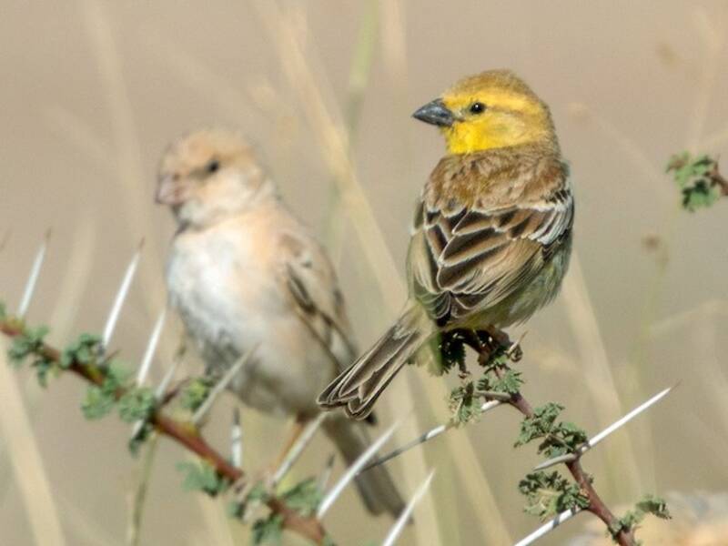 Sudan Golden Sparrow