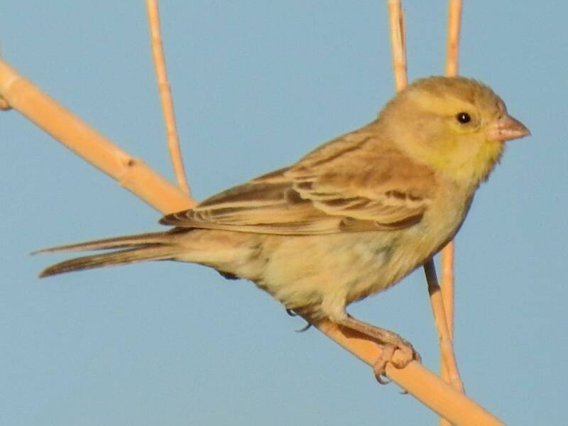 Sudan Golden Sparrow, Photos 3