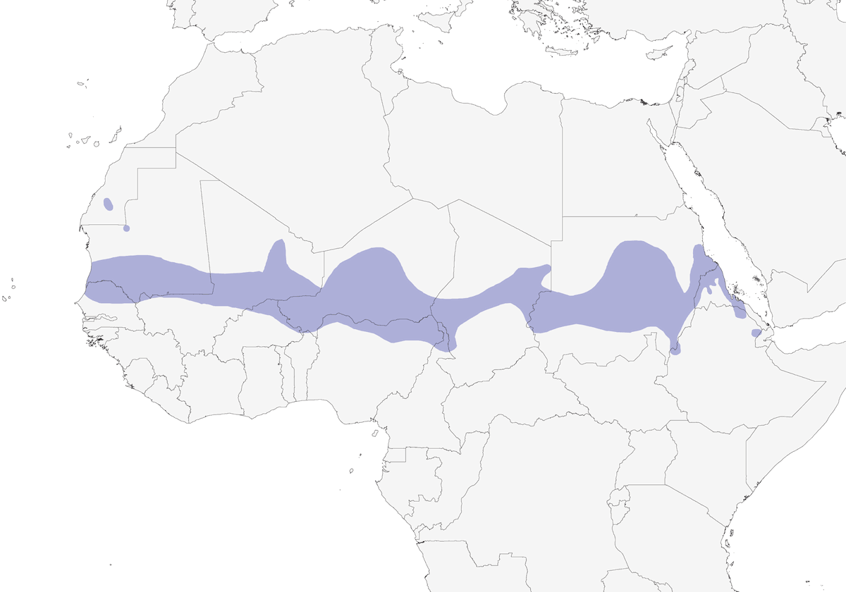 Sudan Golden Sparrow, Distribution 1