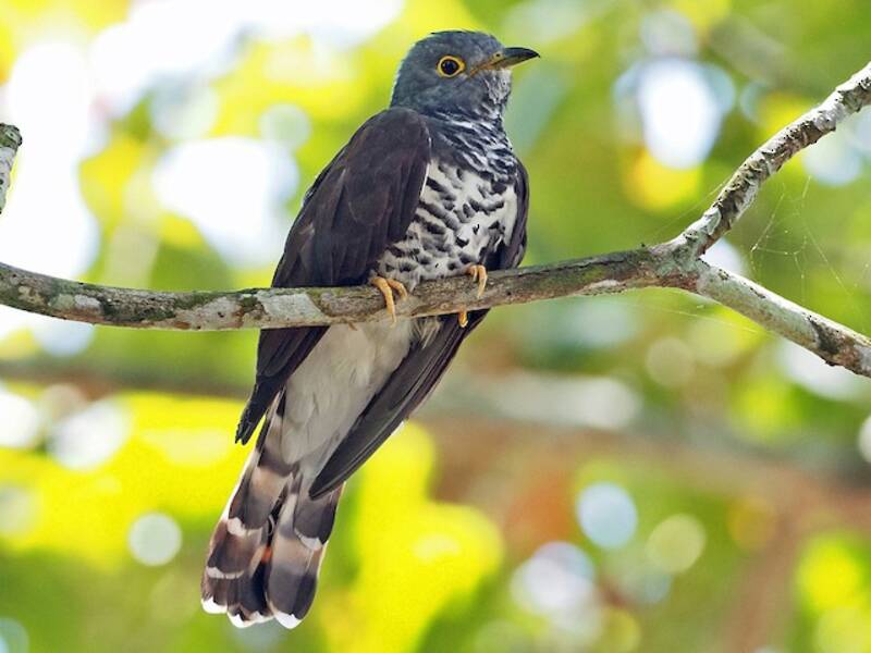 Sulawesi Cuckoo, 照片 2