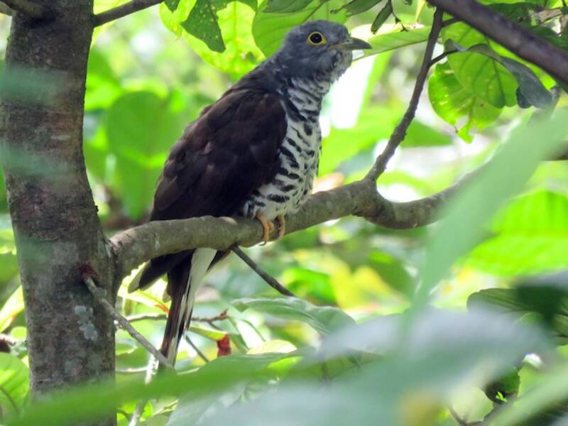 Sulawesi Cuckoo, 照片 4