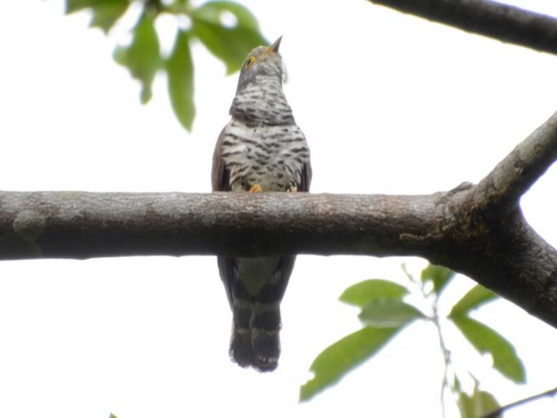 Sulawesi Cuckoo, 照片 3