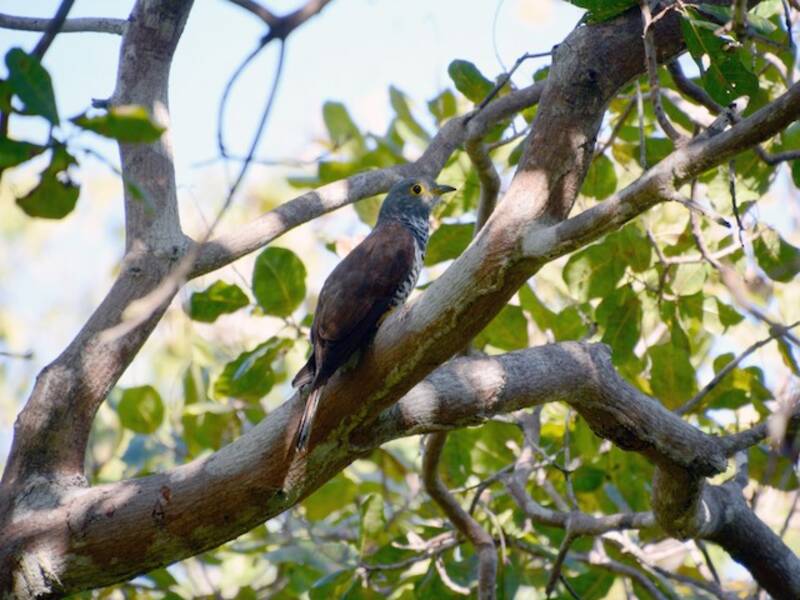 Cuculo del Sulawesi