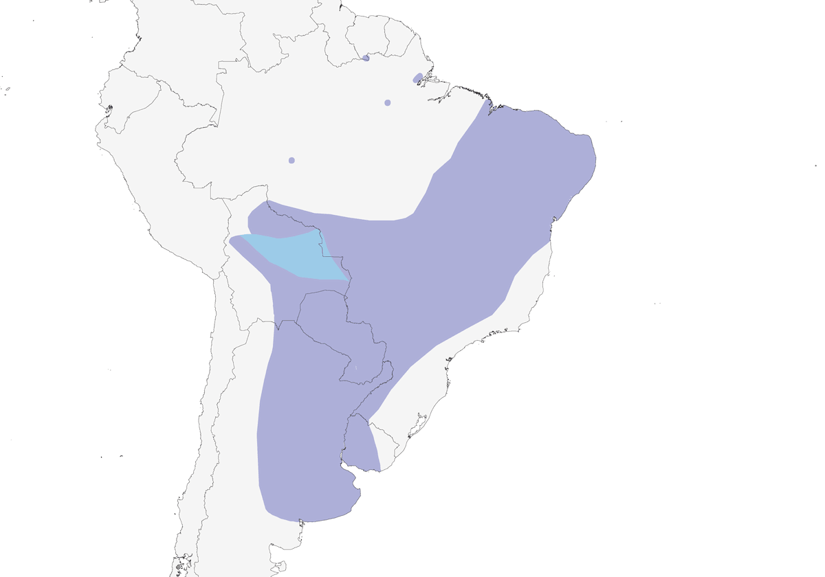 Tyran suiriri, Distribution 1