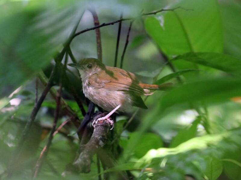 Sulawesi-Timalie, Fotos 2