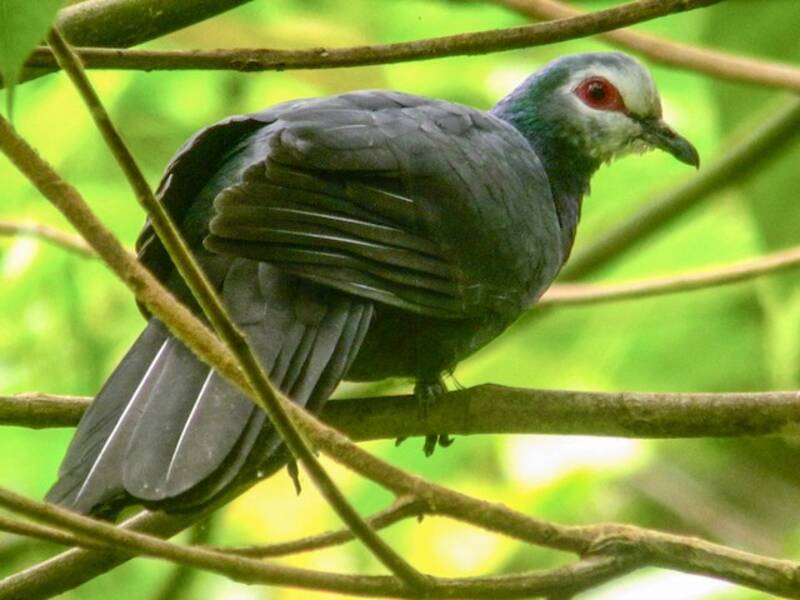 Sula Cuckoo-Dove