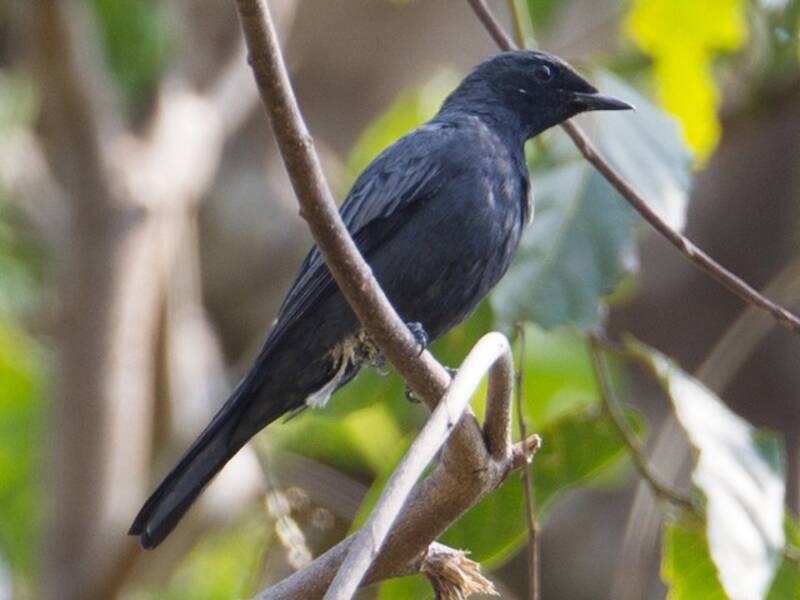 Sulawesikuckuckswürger, Fotos 4