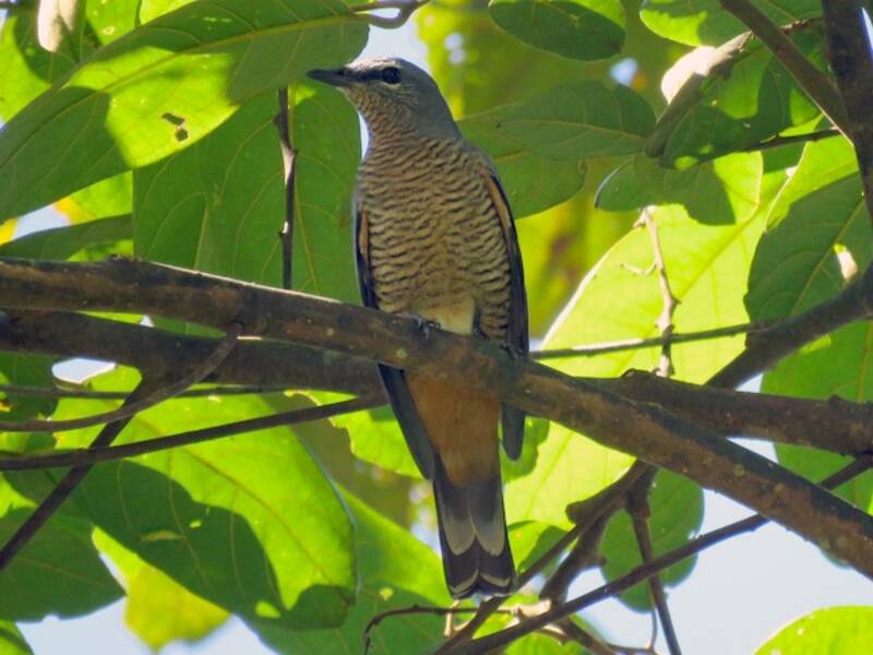 Coracina di Sulawesi