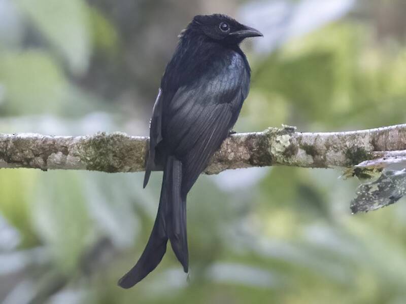 Drongo di Sulawesi, Foto 3