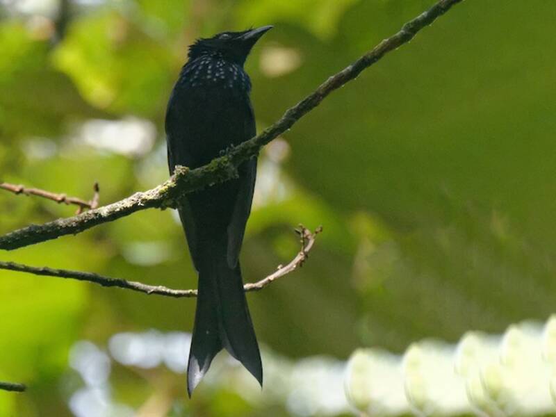 Drongo di Sulawesi, Foto 4