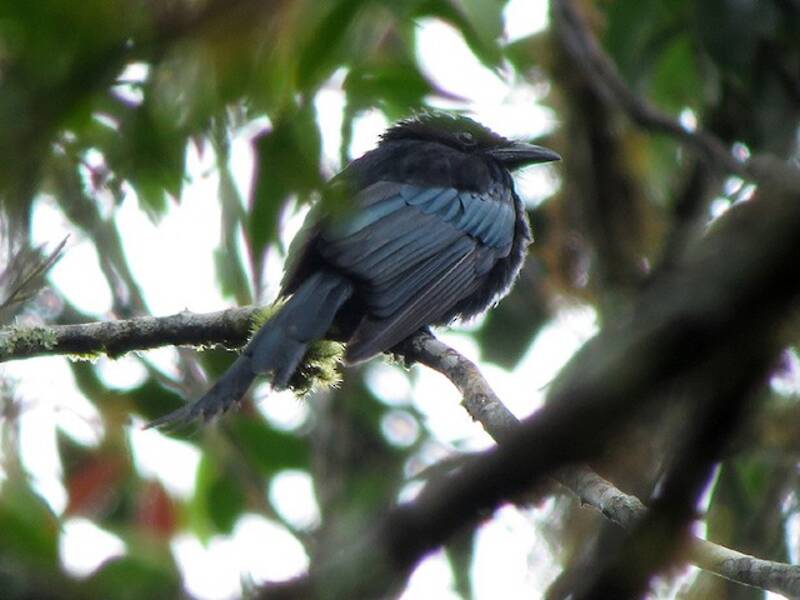 Drongo di Sulawesi, Foto 2