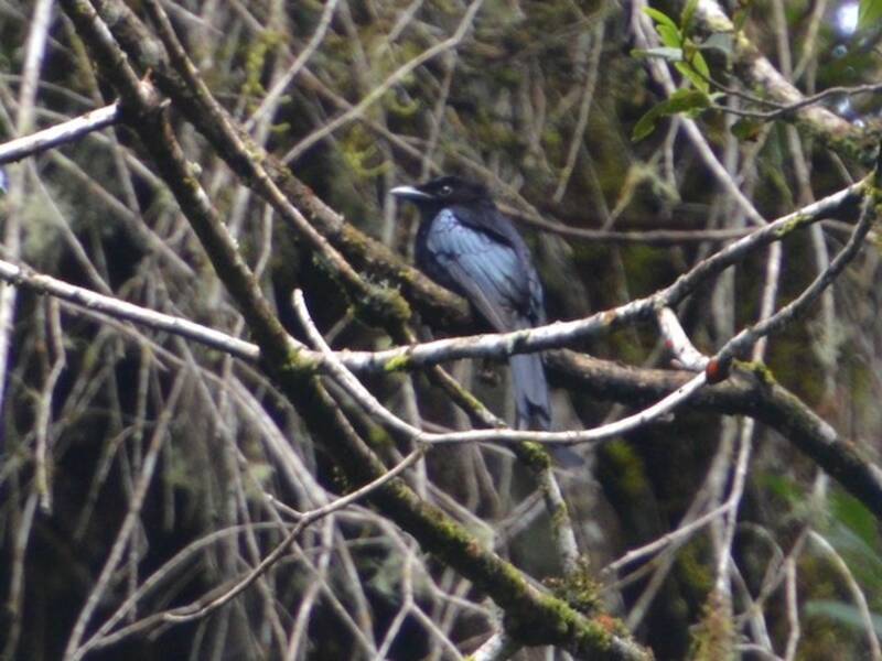 Drongo di Sulawesi