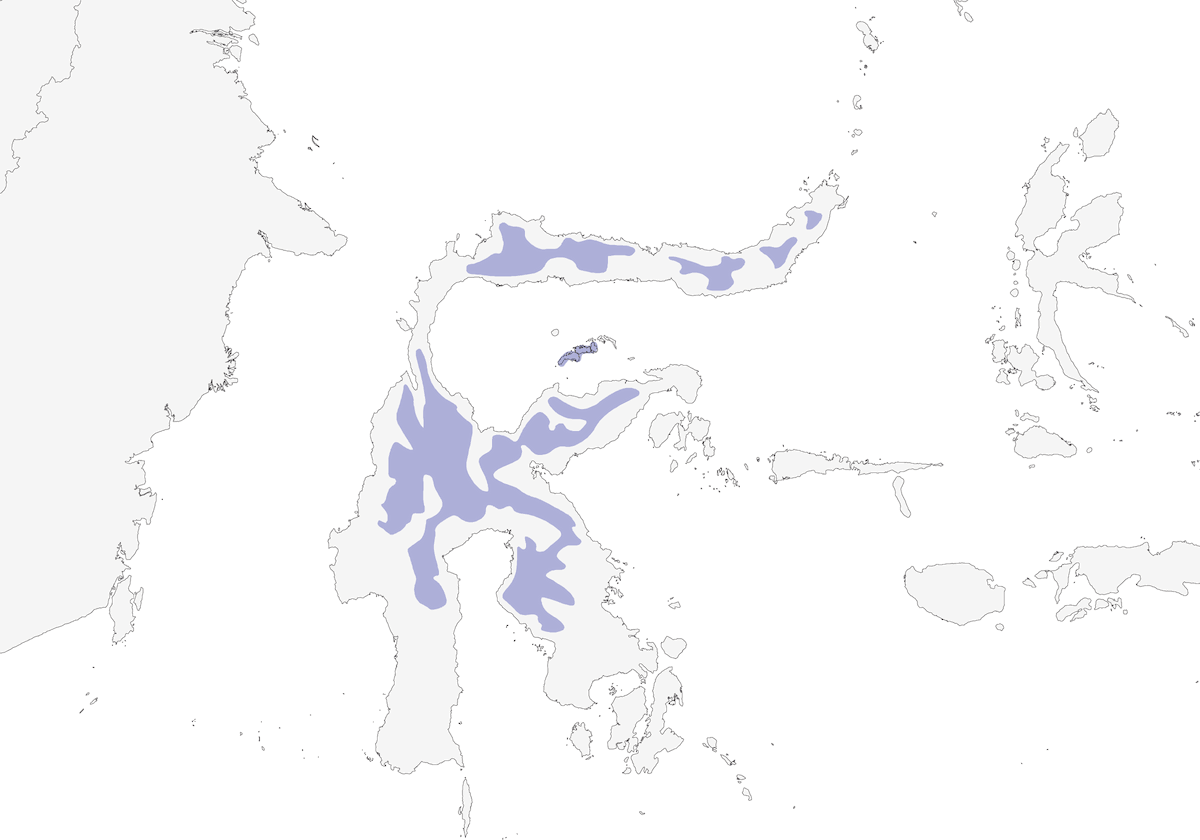 Drongo di Sulawesi, Distribuzione 1