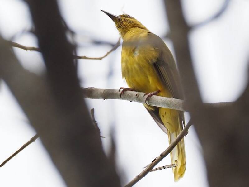 Bulbul dorato di Banggai