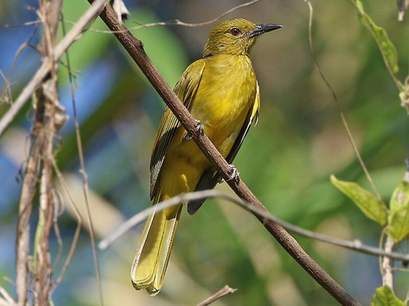 Sula Golden-Bulbul, Photos 4