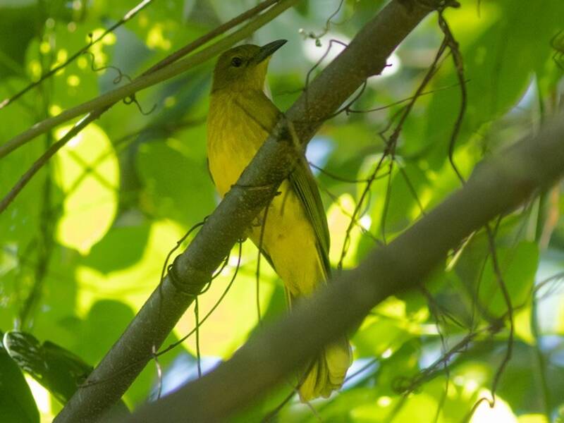 Sula Golden-Bulbul, Photos 3