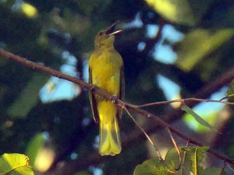 Sula Golden-Bulbul, Photos 2