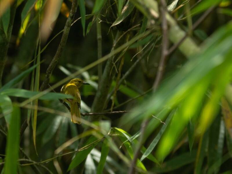 Sula Golden-Bulbul