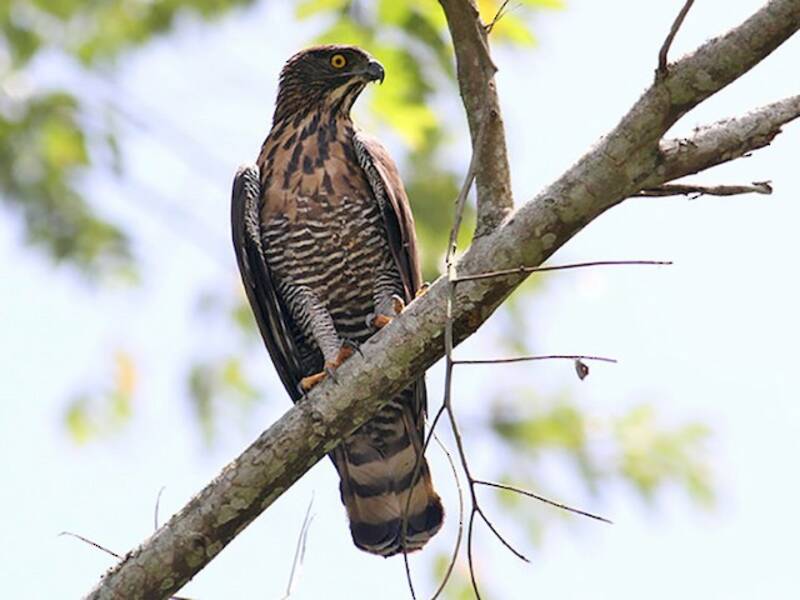 Sulawesi-Adler