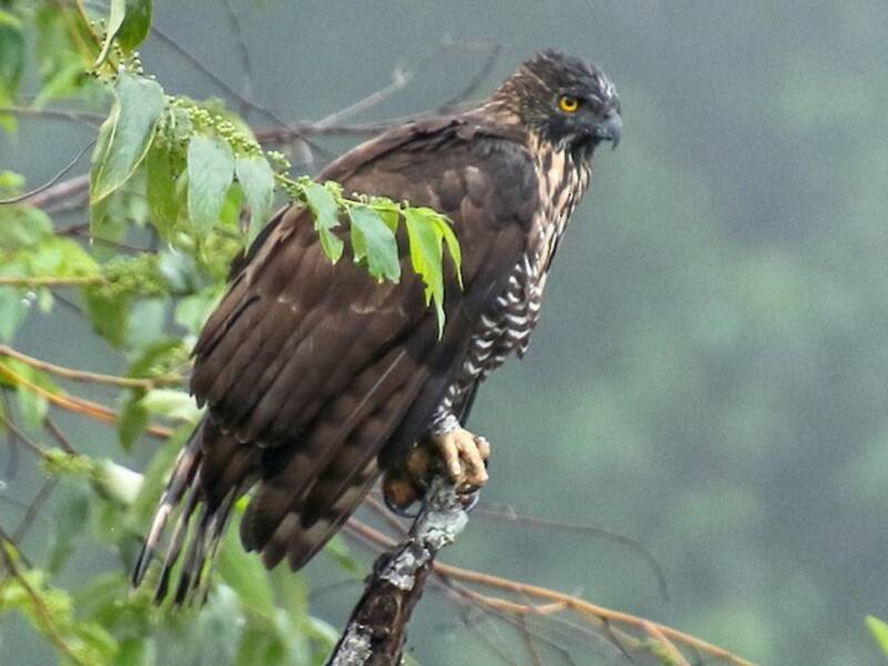 Sulawesi-Adler, Fotos 3