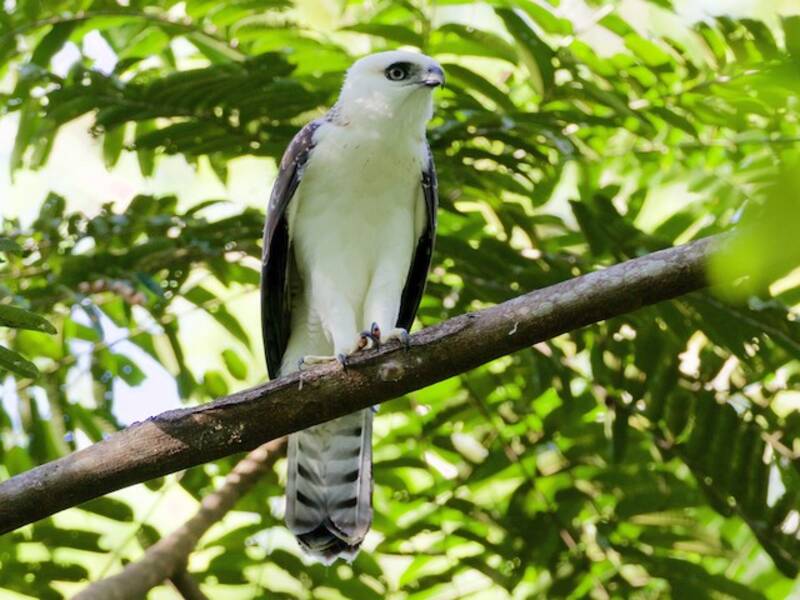 Sulawesi-Adler, Fotos 4