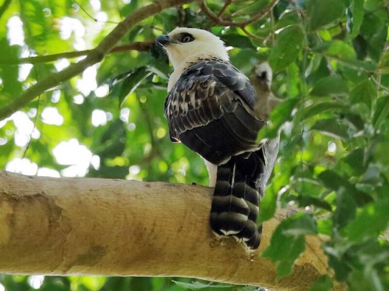 Sulawesi-Adler, Fotos 2