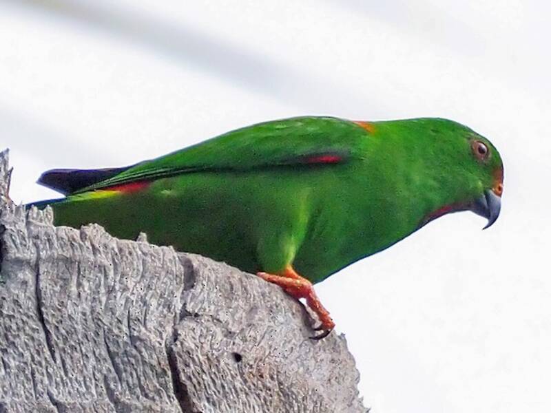 Sula Hanging-Parrot