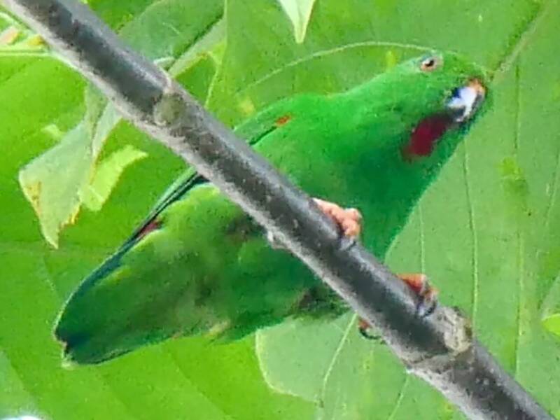 Sula Hanging-Parrot, Photos 3