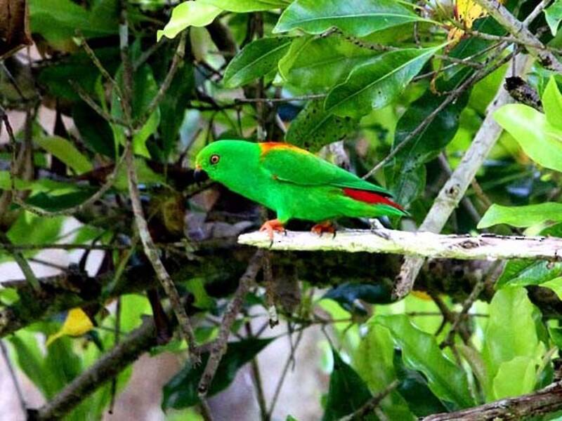 Sula Hanging-Parrot, Photos 2