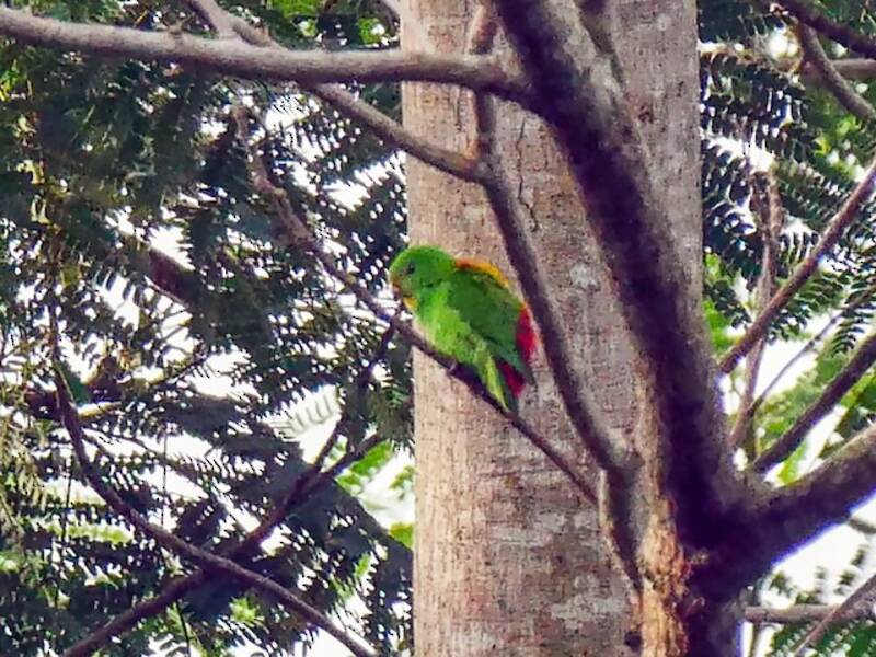 Sula Hanging-Parrot, Photos 4