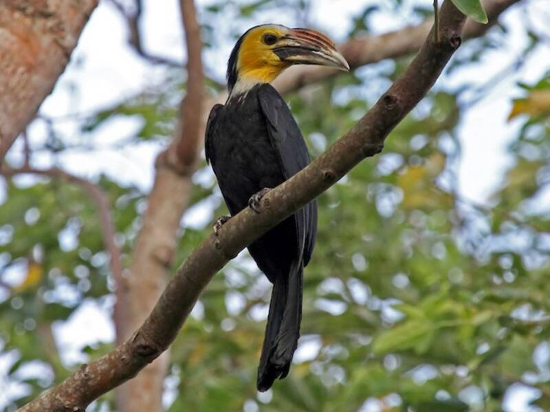 Sulawesi-Jahrvogel