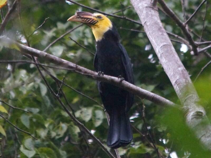 Sulawesi-Jahrvogel, Fotos 2
