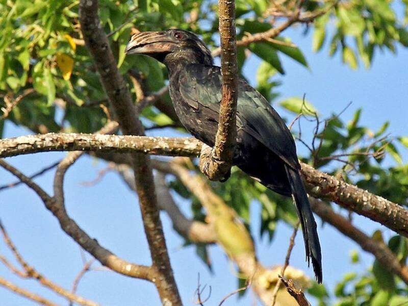 Sulawesi-Jahrvogel, Fotos 3
