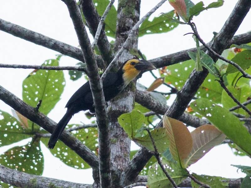 Sulawesi-Jahrvogel, Fotos 4