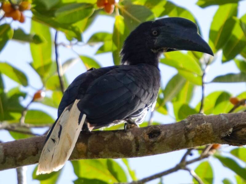 Sulu Hornbill, 照片 3