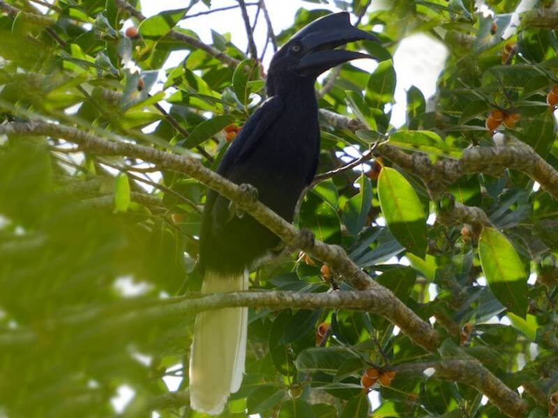Bucero di Sulu