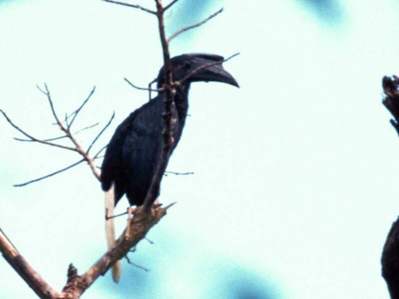 Sulu Hornbill, 照片 2