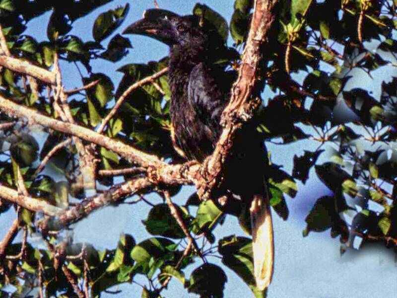 Sulu Hornbill, 照片 4