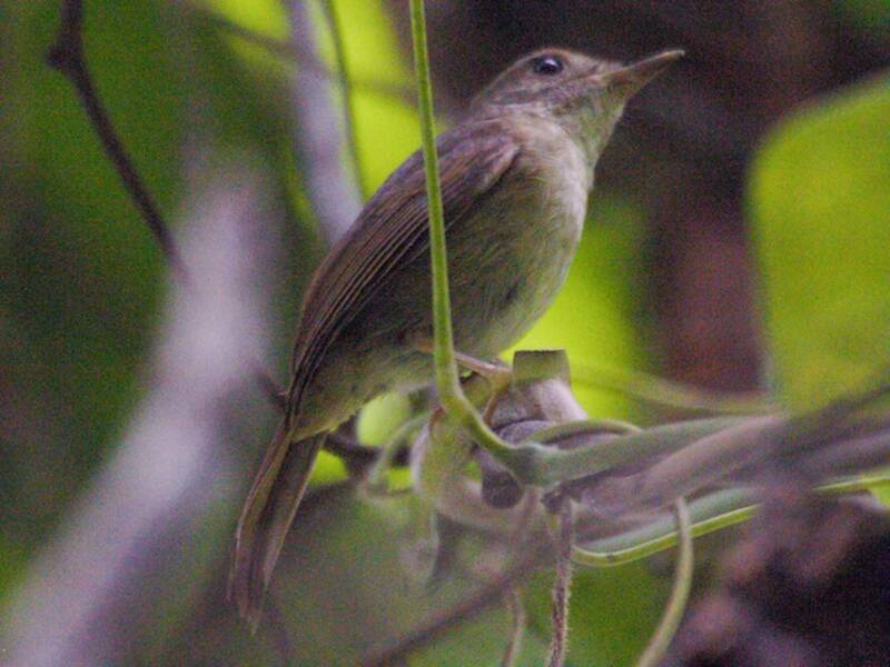 Sula Jungle Flycatcher
