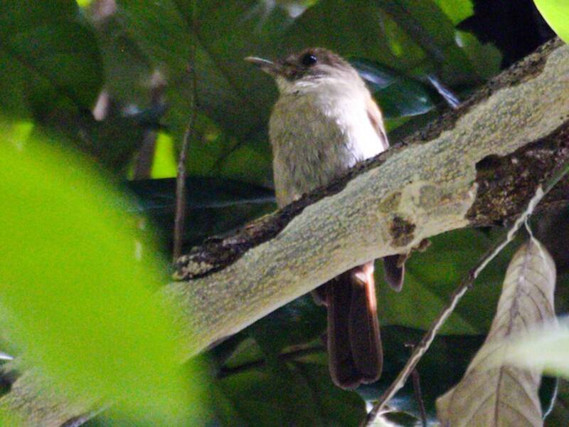 Sula Jungle Flycatcher, Photos 3