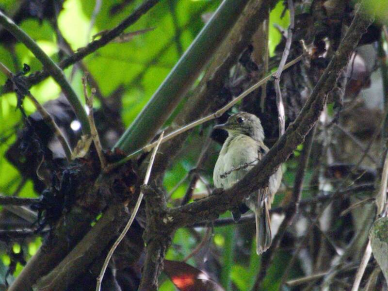Sula Jungle Flycatcher, Photos 2