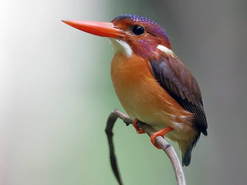 Sulawesi-Zwergfischer