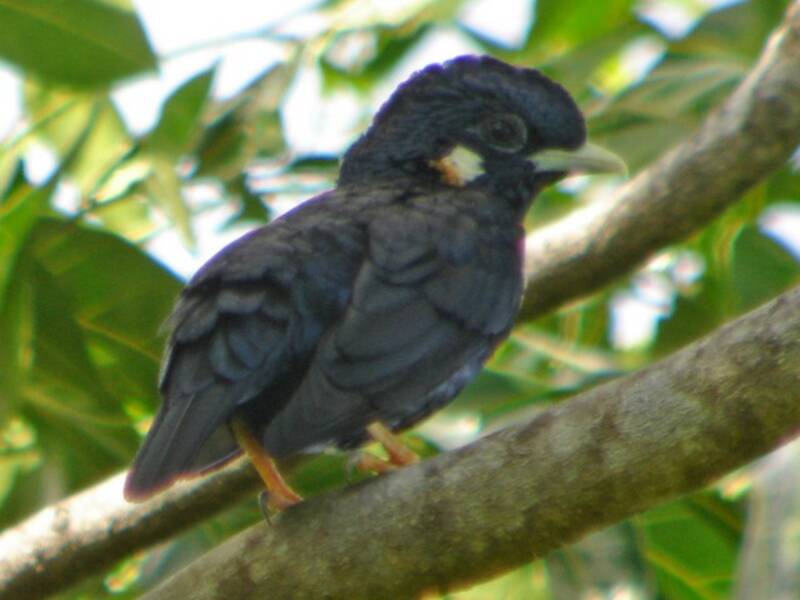 Sulawesi-Mynah